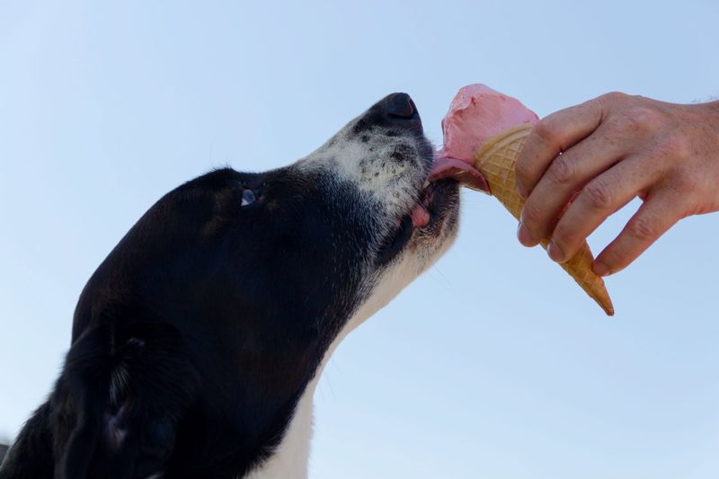 Frozen Lick Mats for a Cool Treat