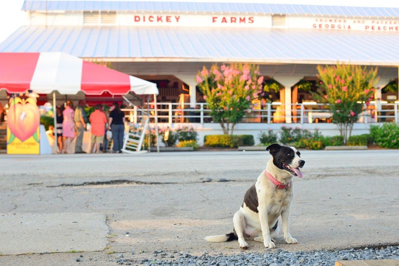 Dickey Farms: Seasonal Fun With Boundaries