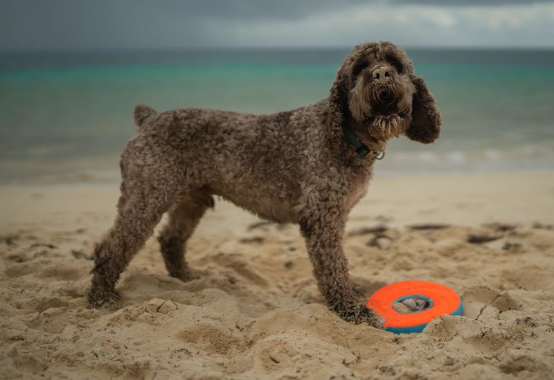 Lagotto Romagnolo: The Lake Dog With a Nose