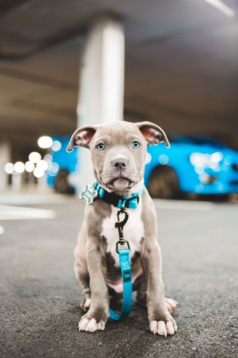 Spare Leashes and Collars