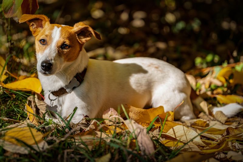 Flea, Tick, and Heartworm Prevention