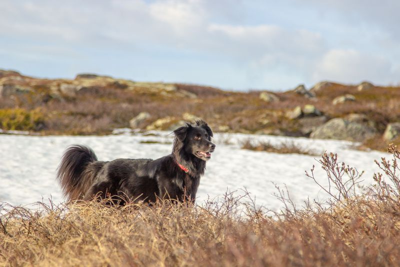 Flat-Coated Retriever: Forever Young