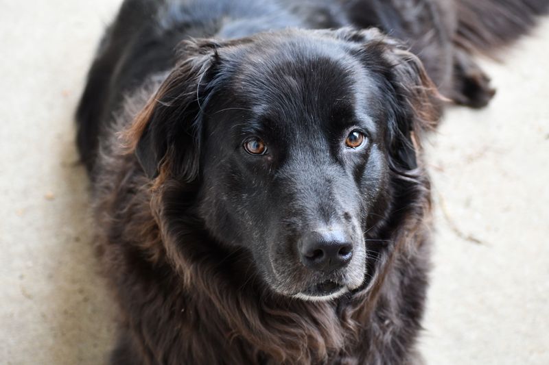 Flat-Coated Retriever: Finish With a Happy Fetch