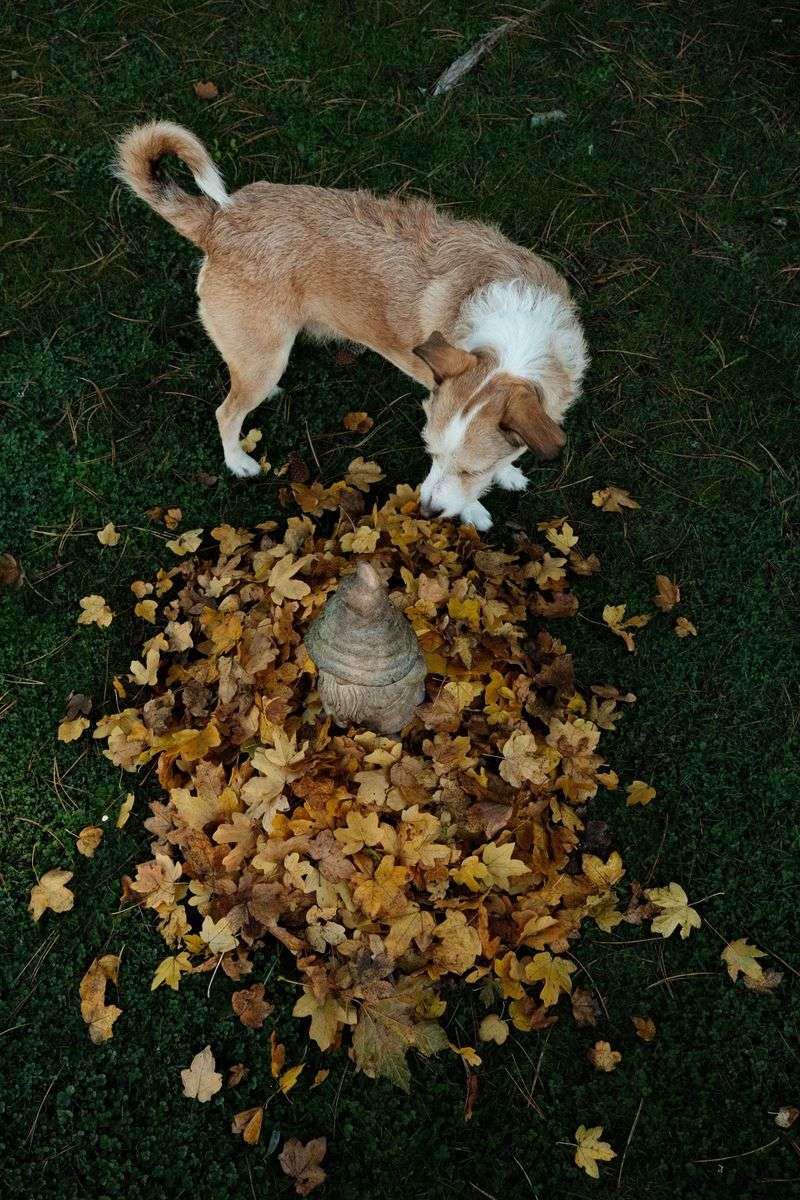 Fall Leaves and Yard Cleanup