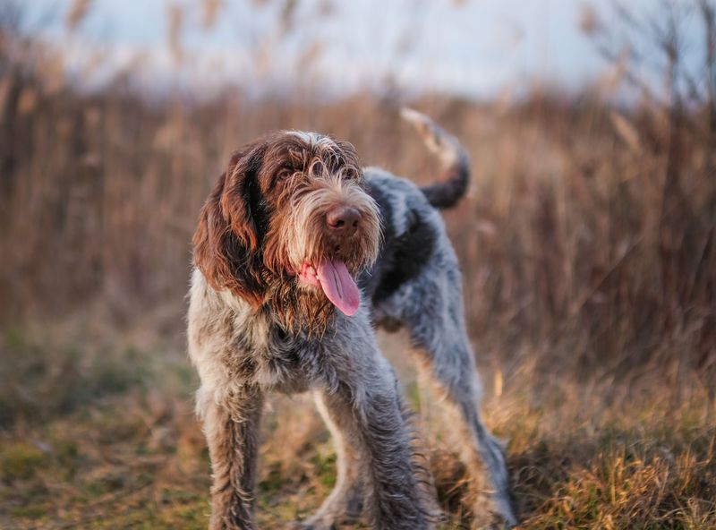 Wirehaired Pointing Griffon: The Scruffy All-Rounder