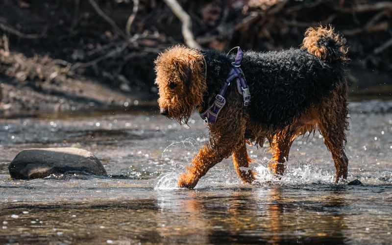Airedale Terrier: King of the Varmint Hunt