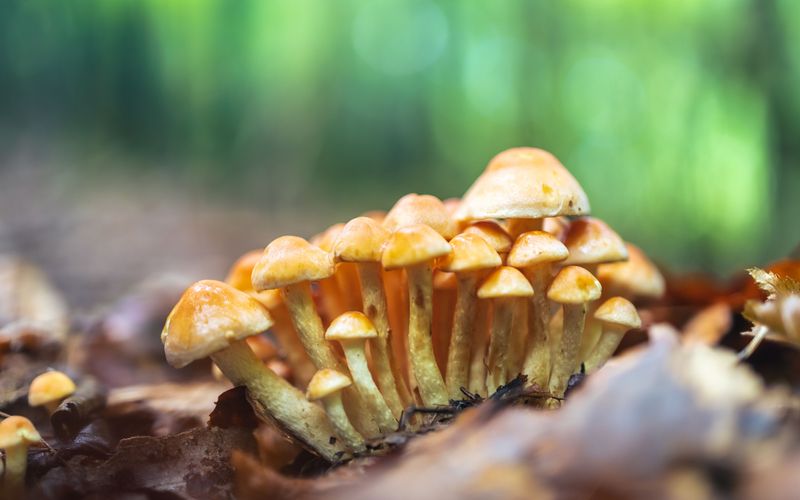 Mushrooms Among Rotting Leaves