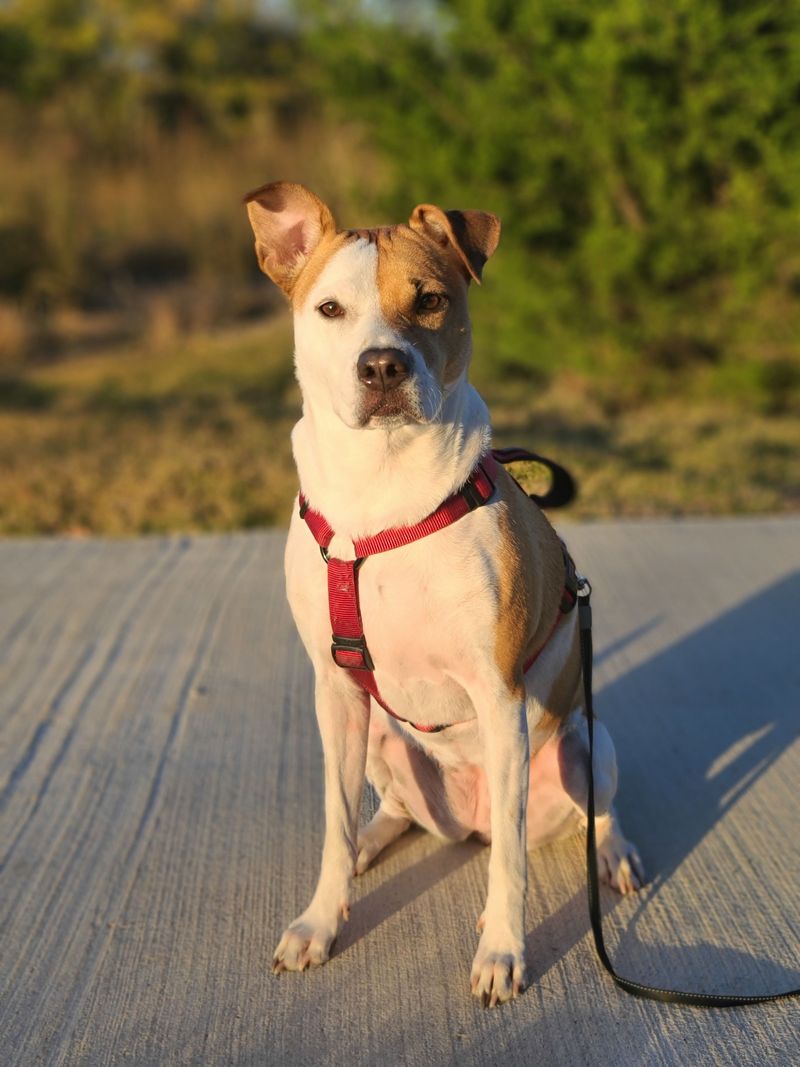 Switch to a Snug Harness for Jumpy Pups