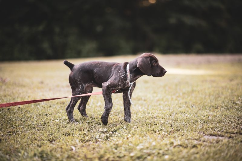 Do Not Let Your Dog Chase Wildlife