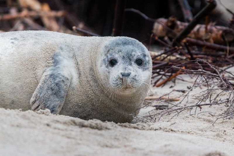 Give Seal Pups Extra Protection