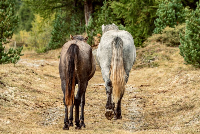 Avoid Standing Directly Behind a Horse