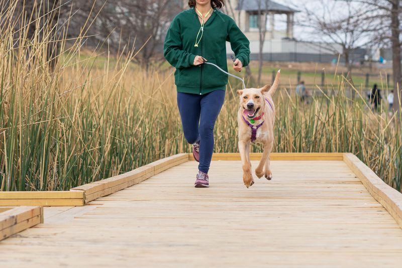 Learn the Local Leash Rules