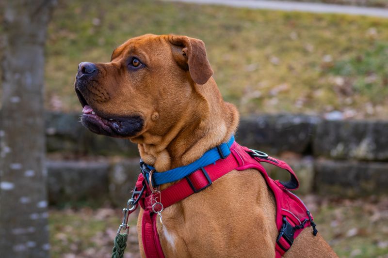 Bring a Secure Leash, Harness, and Backup Collar