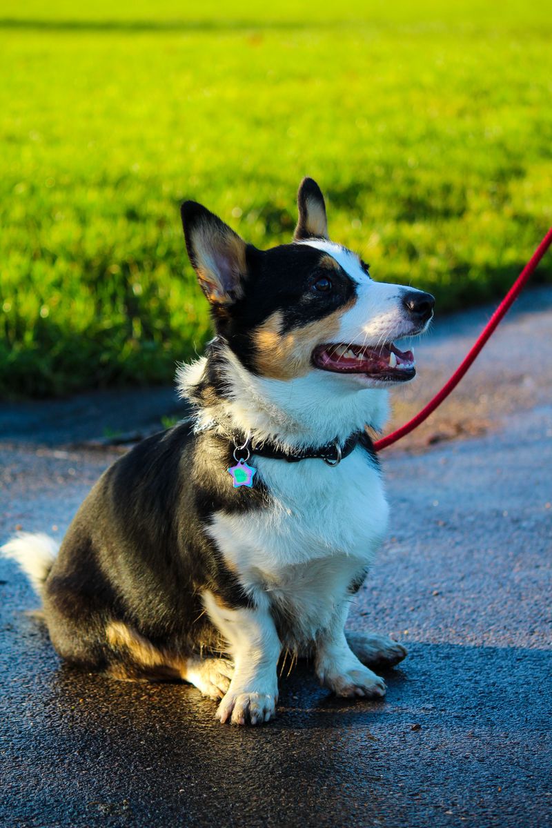 Keep Your Dog’s Leash and Collar Ready