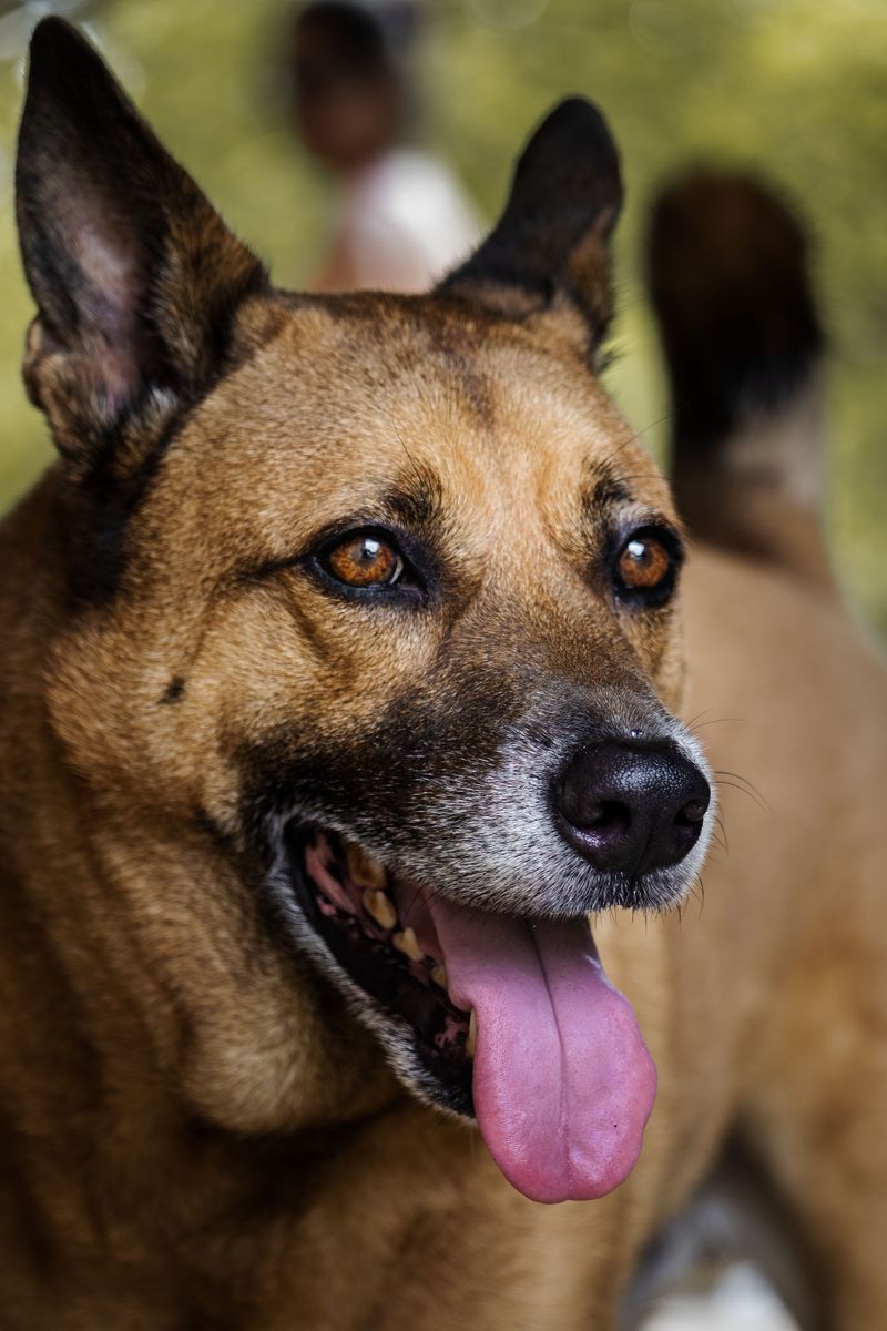 Panting Can Signal More Than Nervousness