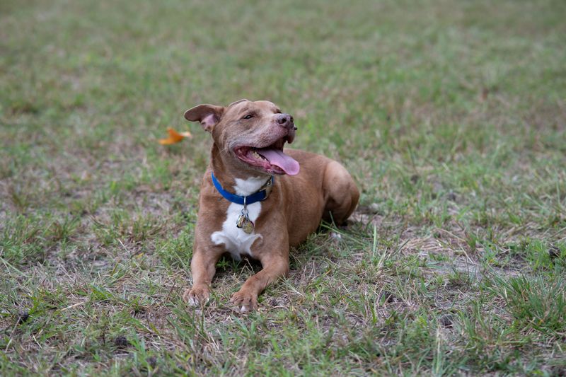 Check Your Dog’s ID Tag Before Storm Season