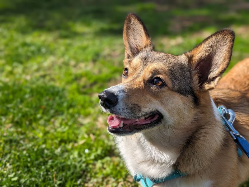 Pet Insurance Premiums