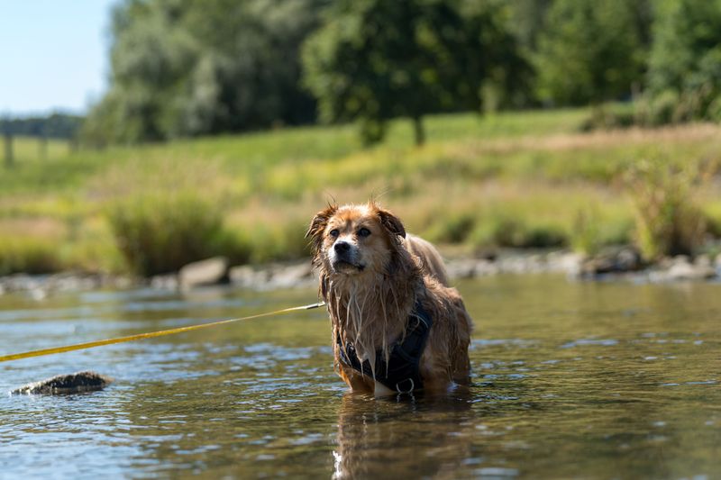 Leashes Need Extra Attention Near Creek Banks
