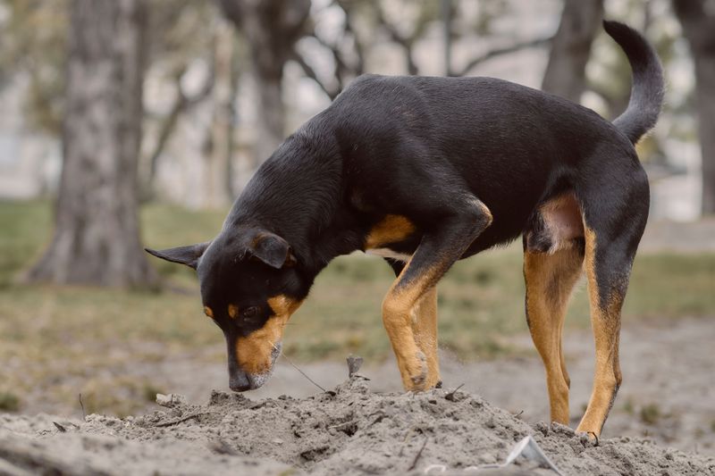 Be Extra Careful During Sniffing and Digging