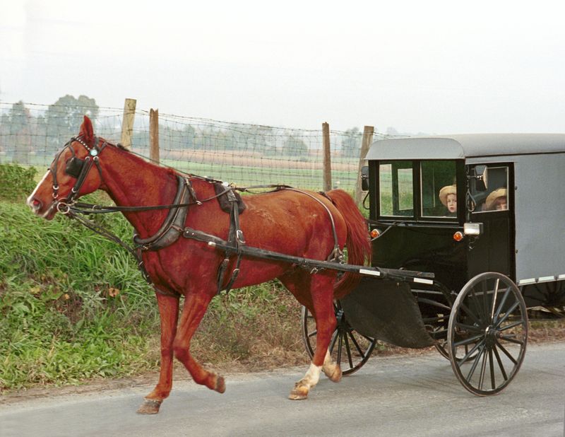 Avoid Sudden Noises and Movements Near Buggies