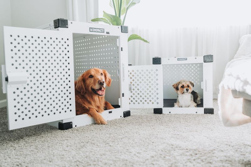 Let Your Dog Choose the Resting Den