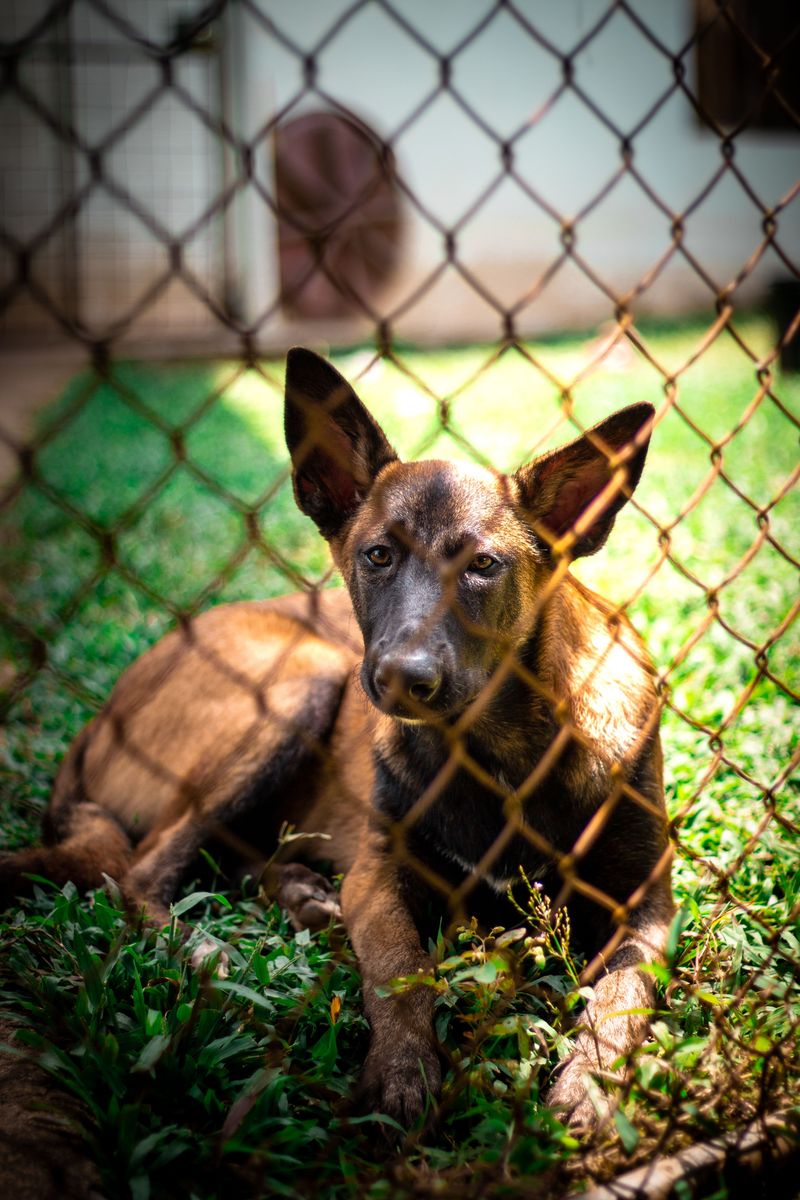 Outdoor Dogs May Encounter More Mosquitoes