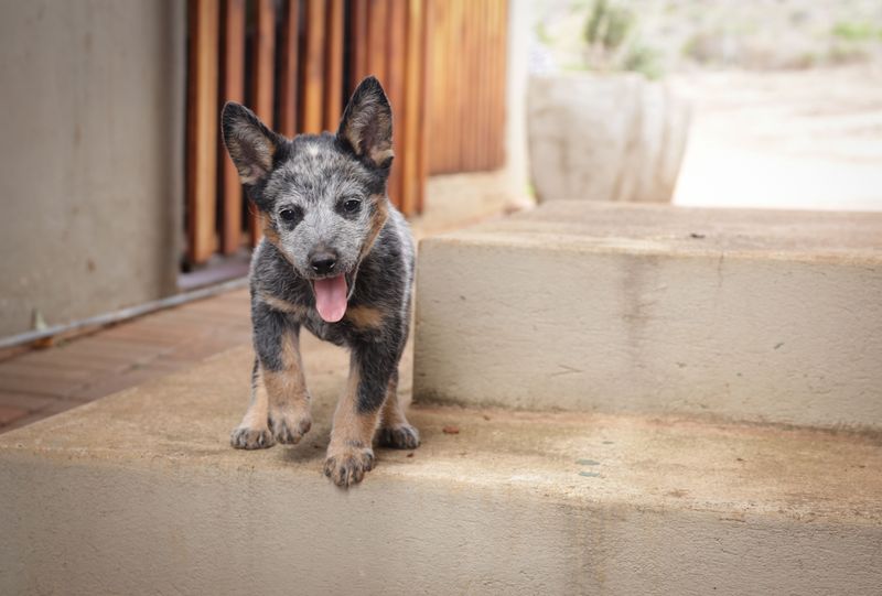 Porch First, Potty Spot Second