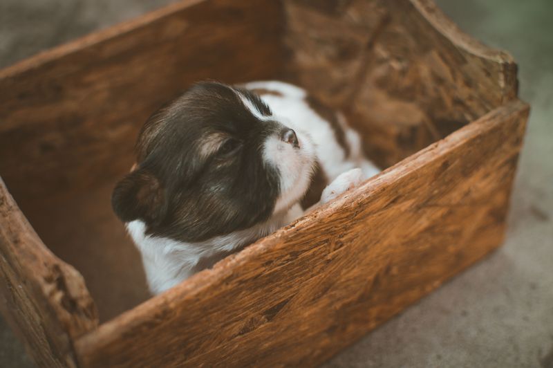 Japanese Chin: The Graceful Finale