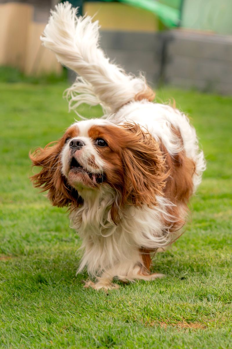 English Toy Spaniel