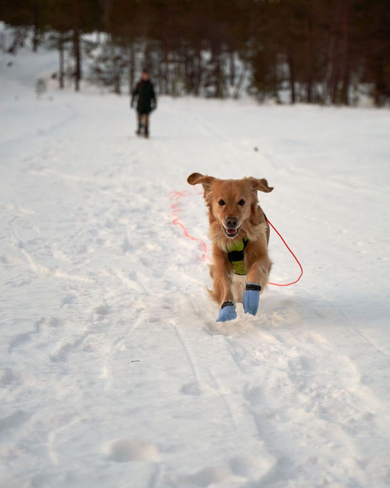 Winter Paw Care