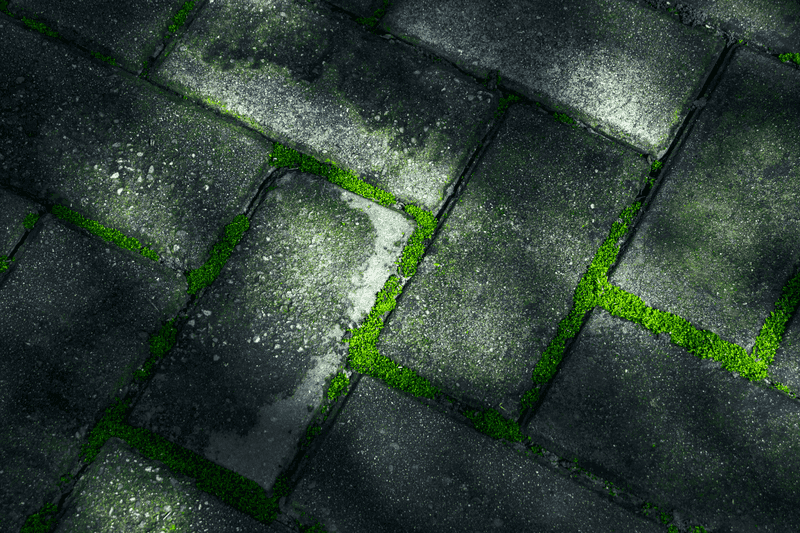 Slippery Algae on Patios and Walkways