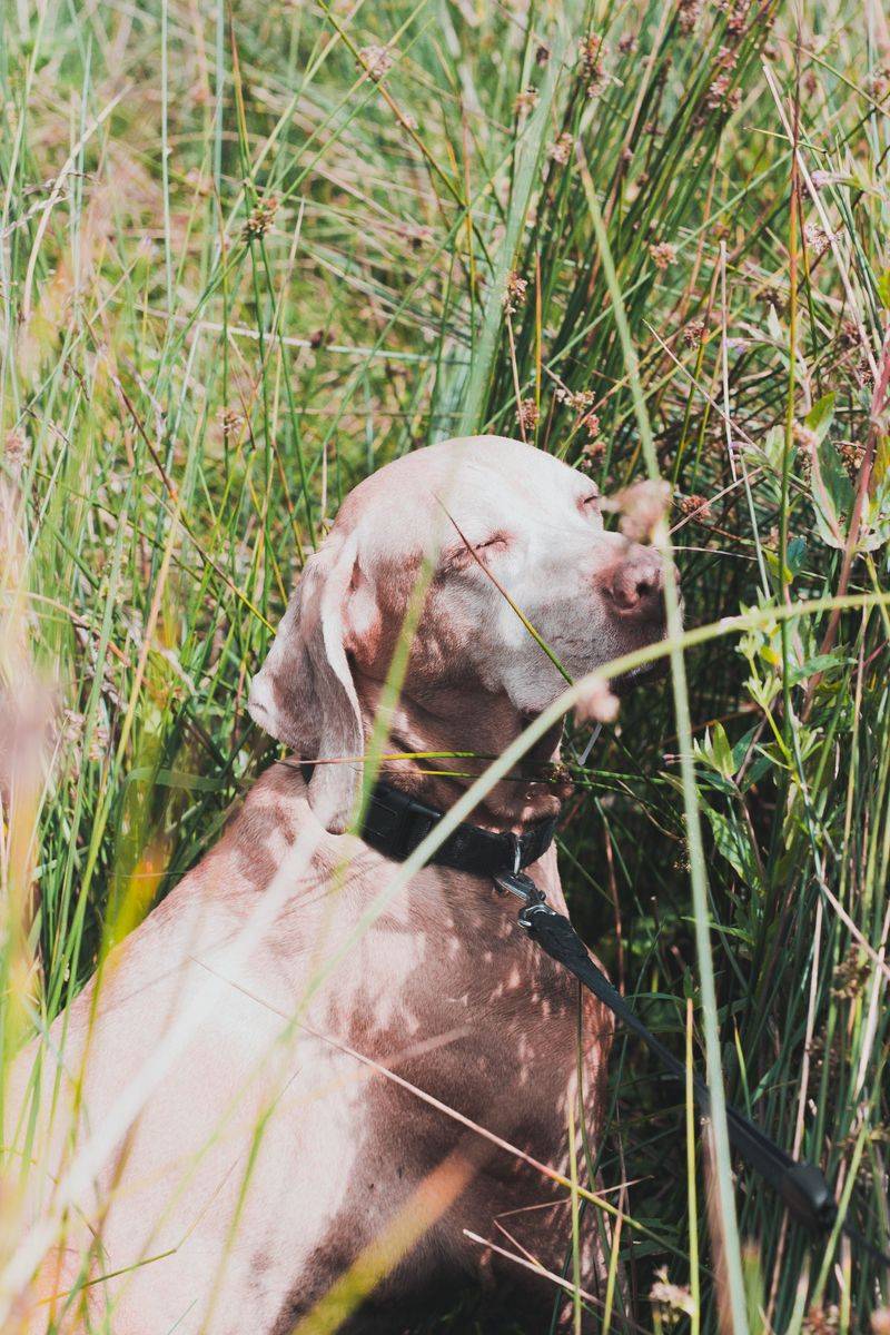 Marsh Grass Can Conceal Sharp Surfaces