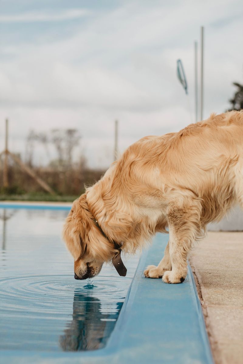 Salt Pools Are Not a Water Bowl