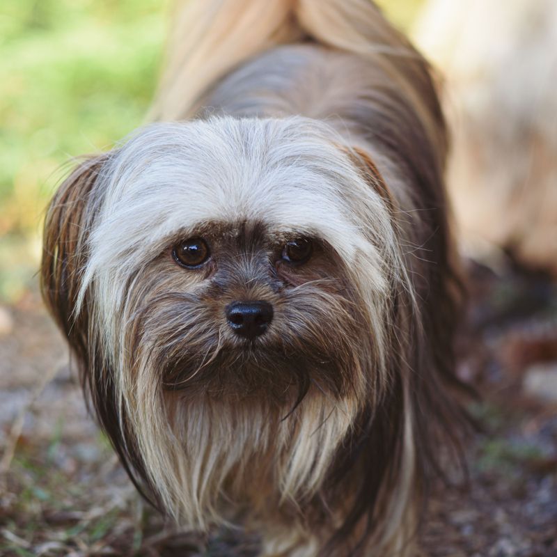 Lhasa Apso: The Lion Dog Guardian