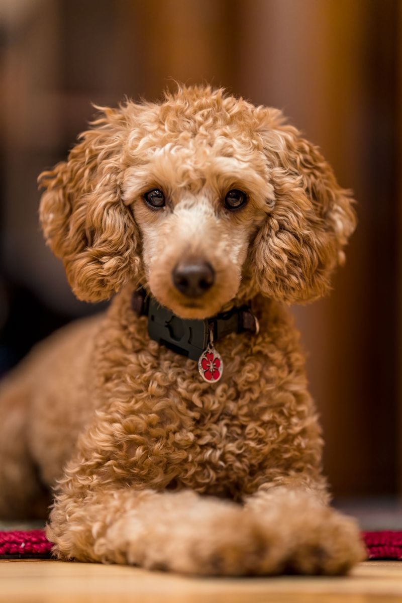 Miniature Poodle