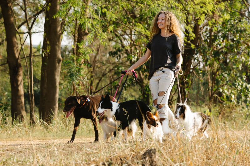 Dog Walking and Midday Care