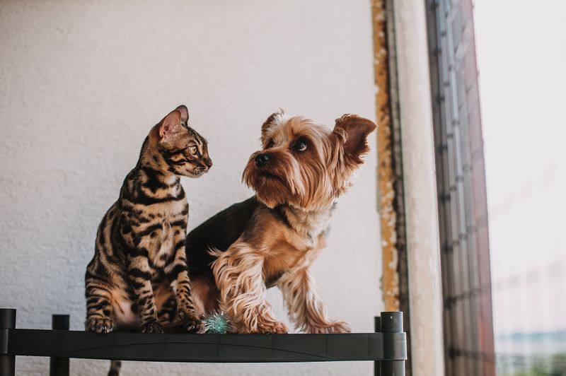 Remember the Cats and Other Pets