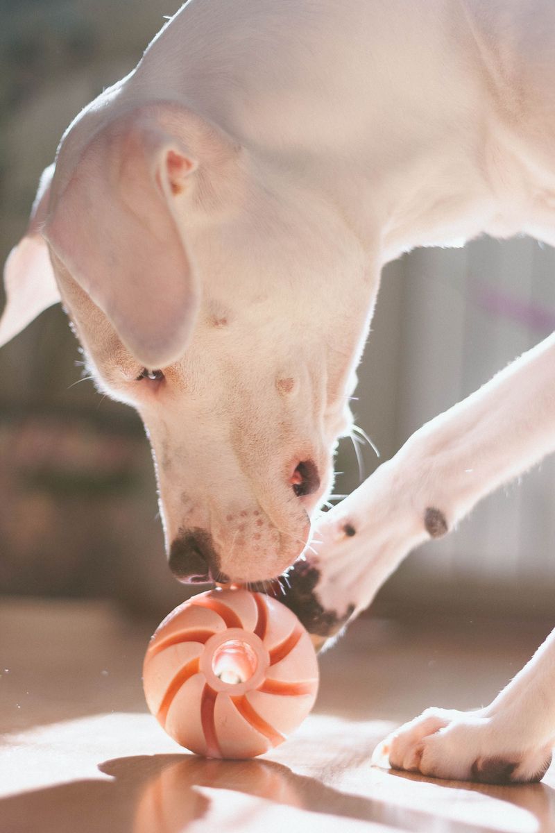 Wobbling Treat Balls and Interactive Toys