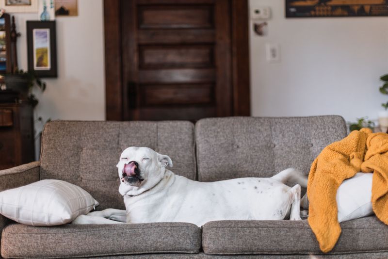 Living Room Agility Course
