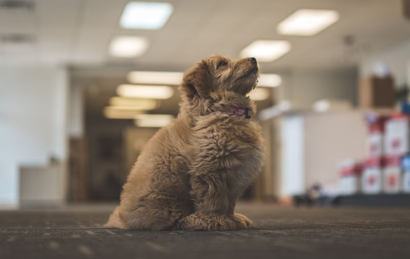Find Out Who Issues Dog Licenses in Your New Area