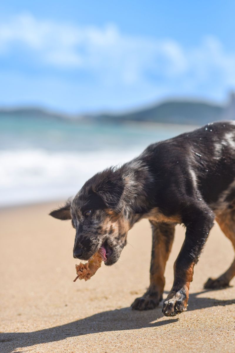 Prevent Your Dog From Eating Beach Remains