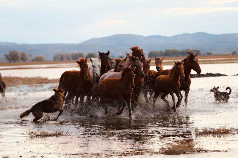 Watch for Horses Before Letting Your Dog Explore