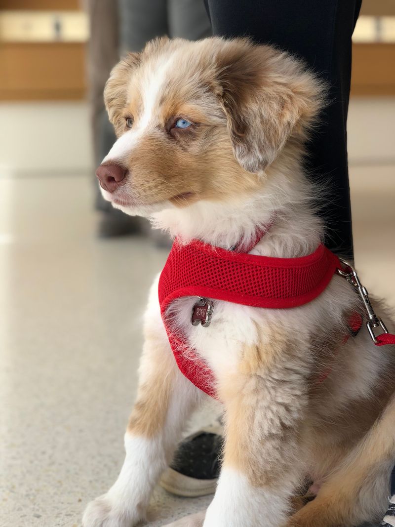 Practice Leash Skills Indoors or on Covered Areas