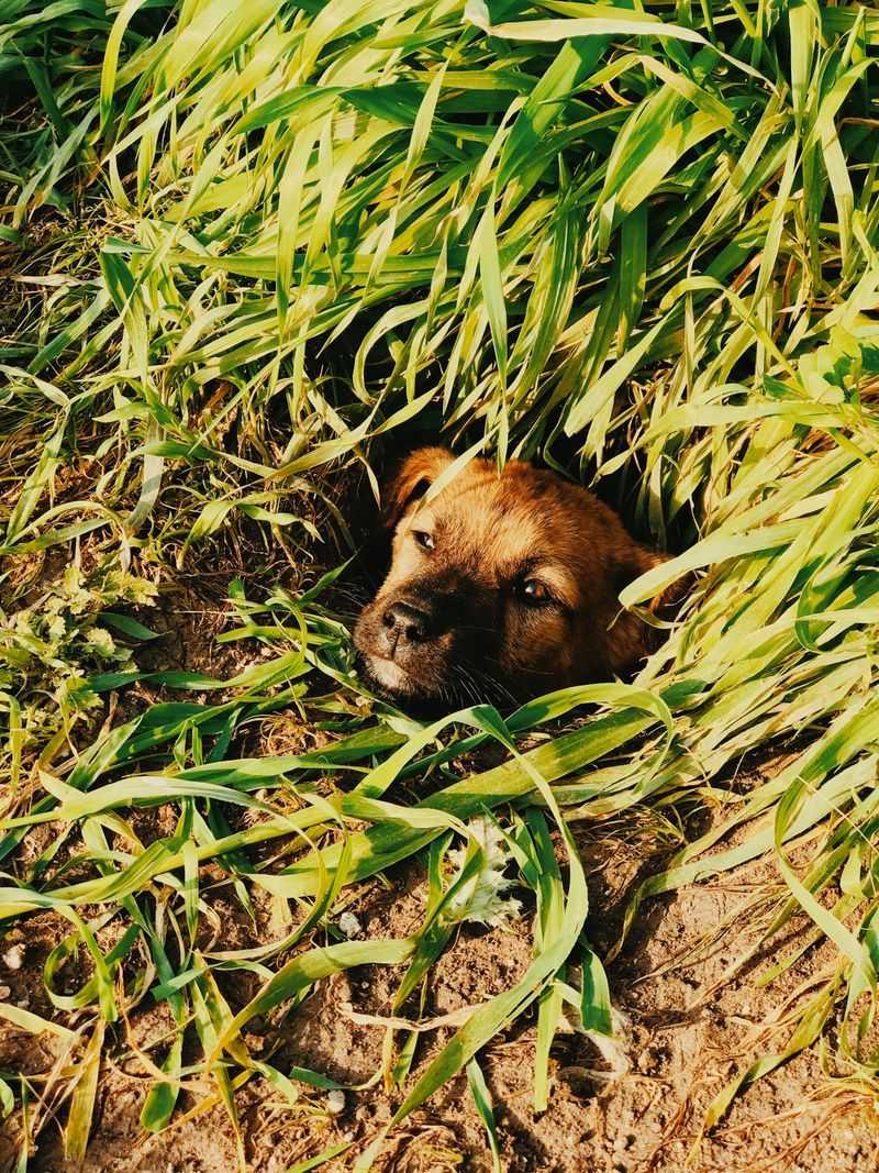 Avoid Letting Dogs Investigate Holes