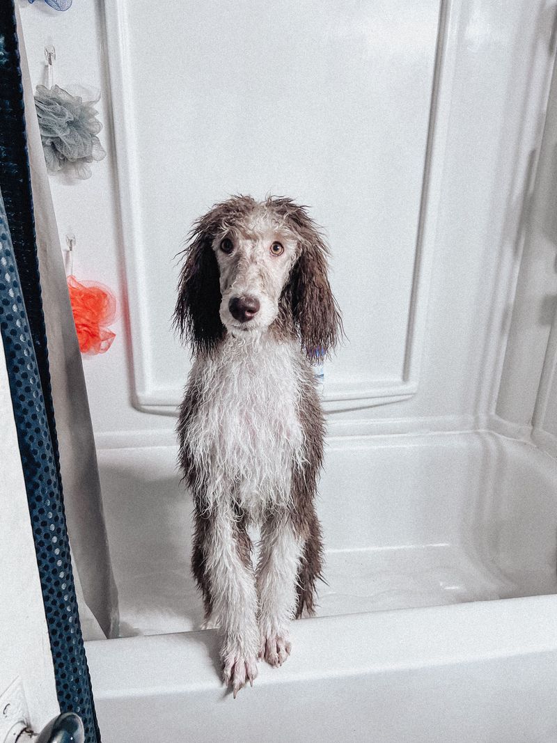 Grooming, Mud, and Outdoor Cleaning