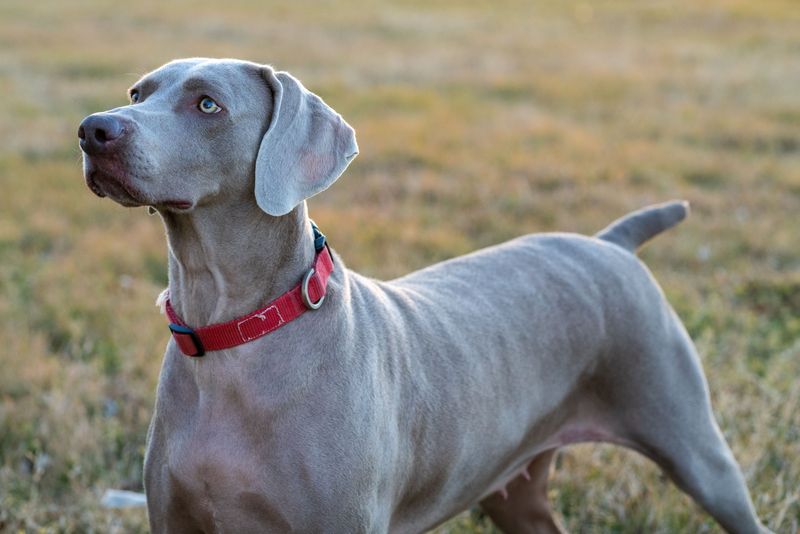 Weimaraner: Brains Behind the Silver Coat