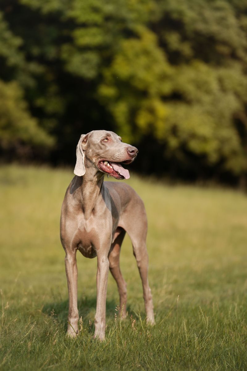 Weimaraner: Silver Style Needs a Working Plan