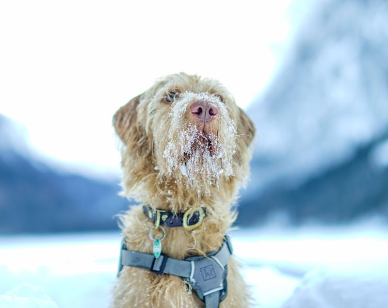Spinone Italiano: Bearded and Tireless