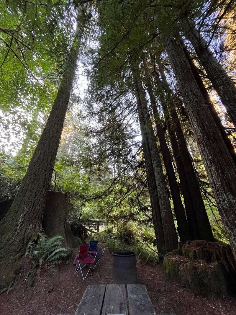 Mill Creek Day Use Area Roads: Campground Canopy