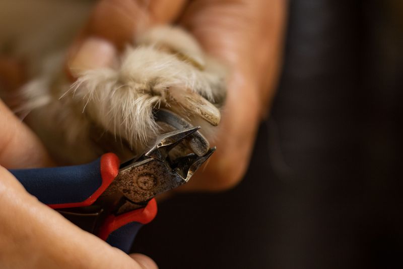 Keep Nails Short Enough for Comfortable Walking